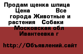 Продам щенка шпица.  › Цена ­ 15 000 - Все города Животные и растения » Собаки   . Московская обл.,Ивантеевка г.